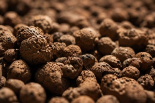 Clay